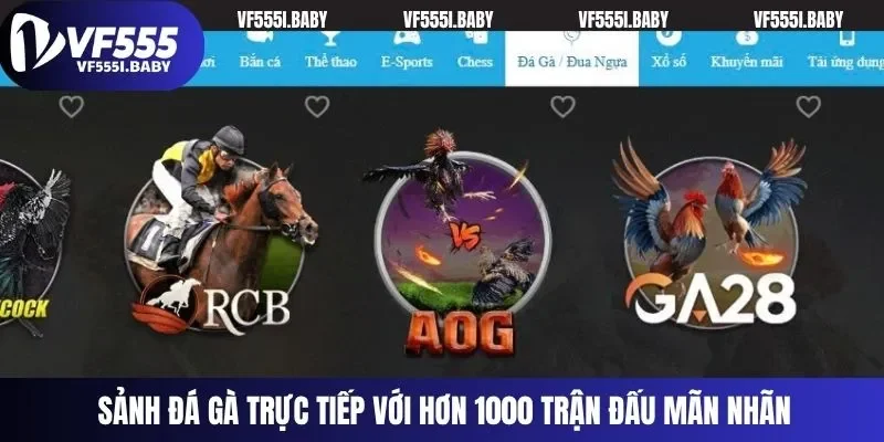 Sảnh đá gà trực tiếp với hơn 1000 trận đấu mãn nhãn